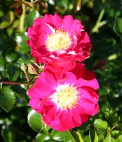 Bodendeckerrose 'Lipstick®' -Gartenmöbel Store 7978356 PR DE 003 RoseLipstickTantau