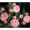 Noblesse® Spray-Rose 'Lovely Rokoko®' 1 Noblesse® Spray-Rose 'Lovely Rokoko®' -Gartenmöbel Store 7978372 WE DE 001 RoseLovelyRokokoTantau