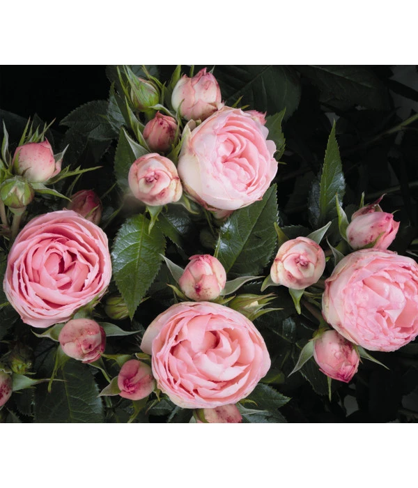 Noblesse® Spray-Rose 'Lovely Rokoko®' 3 Noblesse® Spray-Rose 'Lovely Rokoko®'