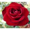 Edelrose 'Marlene®', Stämmchen 2 Edelrose 'Marlene®', Stämmchen -Gartenmöbel Store 7988207 PR DE 001 EdelroseMarleneTantau