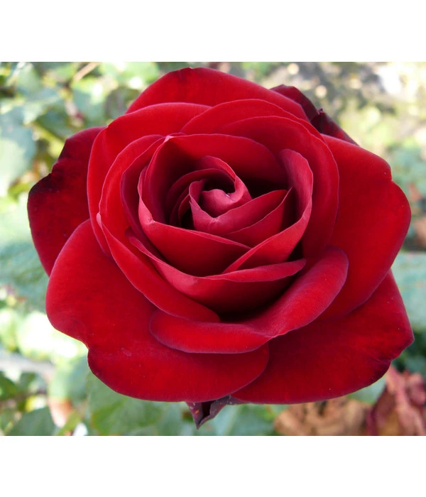 Edelrose 'Marlene®', Stämmchen 3 Edelrose 'Marlene®', Stämmchen