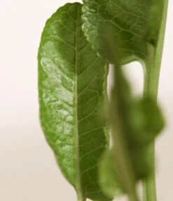 Meerrettich 9 Meerrettich -Gartenmöbel Store 8001000 WE DE 003 Meerrettich DehnerExpressZS