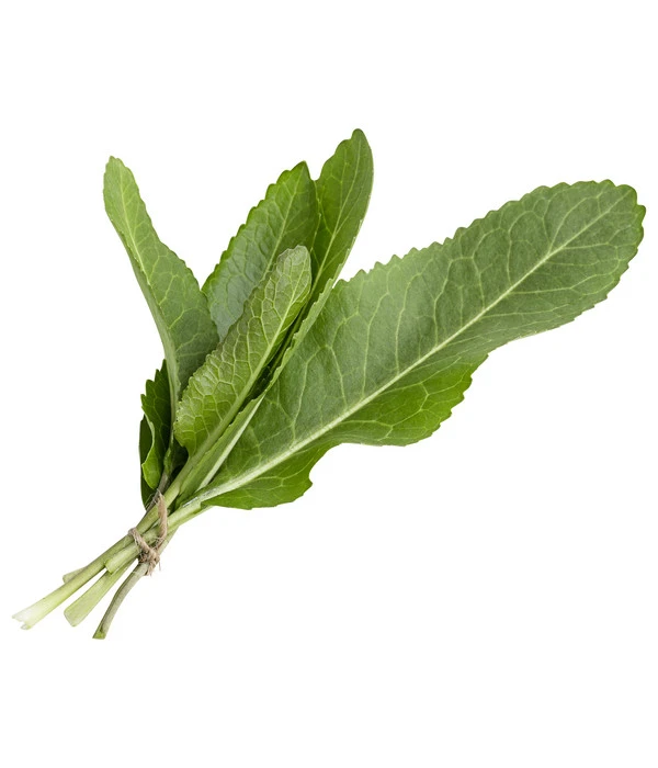 Meerrettich 4 Meerrettich – Bild 2