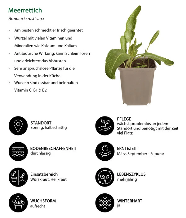 Meerrettich 5 Meerrettich – Bild 3