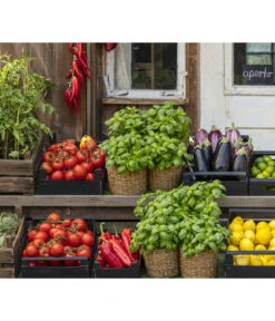 Tomate 'Previa' -Gartenmöbel Store 8002578 WE MO 001 BellaItaliaTomatePaprikaBasilikum2021GC04