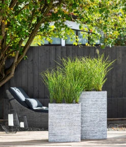 Stachelschweingras 'Strictus' -Gartenmöbel Store 8006744 WE MO 001 MiscanthusStrictus BestOFGraeser2022