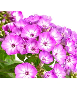 Stauden-Phlox, Verschiedene Sorten 16 Stauden-Phlox, Verschiedene Sorten -Gartenmöbel Store 8008153 WE DE 001 FlammenblumePhloxPaniculataPurpleEyeFlame4LDehnerExpressHerzig