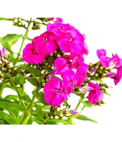 Stauden-Phlox, Verschiedene Sorten 20 Stauden-Phlox, Verschiedene Sorten -Gartenmöbel Store 8008153 WE DE 003 FlammenblumePhloxPaniculataPurpleEyeFlame4LDehnerExpressHerzig