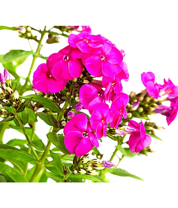 Stauden-Phlox, Verschiedene Sorten 9 Stauden-Phlox, Verschiedene Sorten – Bild 7