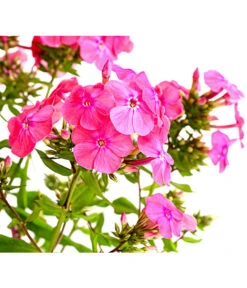 Stauden-Phlox, Verschiedene Sorten 22 Stauden-Phlox, Verschiedene Sorten -Gartenmöbel Store 8008153 WE DE 004 FlammenblumePhloxPaniculataPurpleEyeFlame4LDehnerExpressHerzig