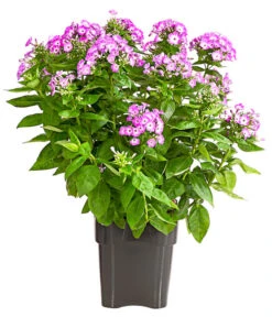 Stauden-Phlox, Verschiedene Sorten 17 Stauden-Phlox, Verschiedene Sorten -Gartenmöbel Store 8008153 WE FS 001 FlammenblumePhloxPaniculataPurpleEyeFlame4LDehnerExpressHerzig