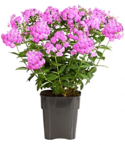 Stauden-Phlox, Verschiedene Sorten 19 Stauden-Phlox, Verschiedene Sorten -Gartenmöbel Store 8008153 WE FS 002 FlammenblumePhloxPaniculataPurpleEyeFlame4LDehnerExpressHerzig