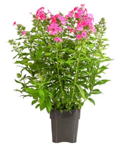 Stauden-Phlox, Verschiedene Sorten 23 Stauden-Phlox, Verschiedene Sorten -Gartenmöbel Store 8008153 WE FS 004 FlammenblumePhloxPaniculataPurpleEyeFlame4LDehnerExpressHerzig