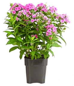 Stauden-Phlox, Verschiedene Sorten 25 Stauden-Phlox, Verschiedene Sorten -Gartenmöbel Store 8008153 WE FS 005 FlammenblumePhloxPaniculataPurpleEyeFlame4LDehnerExpressHerzig