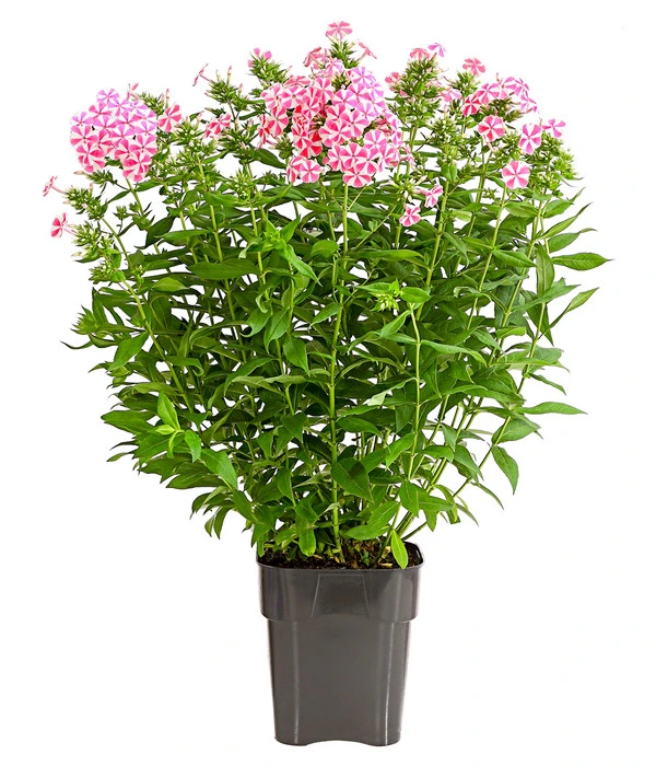 Stauden-Phlox, Verschiedene Sorten 4 Stauden-Phlox, Verschiedene Sorten – Bild 2