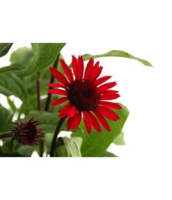 Sonnenhut -Gartenmöbel Store 8012619 WE DE 001 RoterSonnenhutEchinaceaPurpureaT19