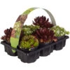 Hauswurz, 6er Schale -Gartenmöbel Store 8013112 PR FS 044 SempervivumDehnerExpressZS