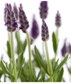 Schopf-Lavendel 19 Schopf-Lavendel -Gartenmöbel Store 8017014 WE DE 001 LavendelSchopflavendelLavandulaStoechasT13DehnerExpressZS