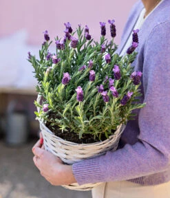 Schopf-Lavendel 17 Schopf-Lavendel -Gartenmöbel Store 8017014 WE MO 001 LavendelKorb