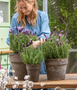 Schopf-Lavendel 16 Schopf-Lavendel -Gartenmöbel Store 8017014 WE MO 001 SchopfLavendelStoechas