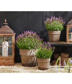 Schopf-Lavendel 14 Schopf-Lavendel -Gartenmöbel Store 8017014 WE MO 001 Schopflavendel