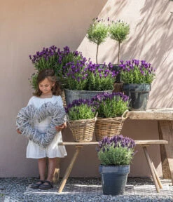 Schopf-Lavendel 15 Schopf-Lavendel -Gartenmöbel Store 8017089 8017014 8017105 8017147 8072852 3679602 3679727 3679735 WE MO 001 SchopfLavendel