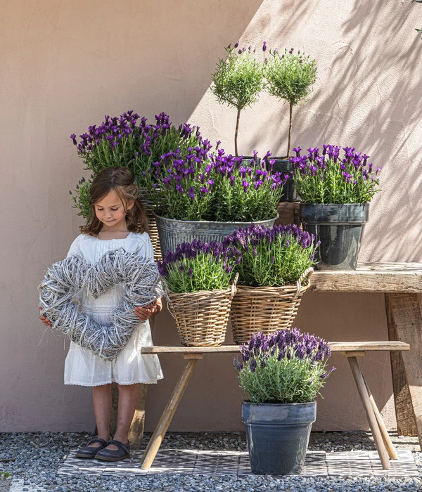 Schopf-Lavendel 7 Schopf-Lavendel – Bild 5