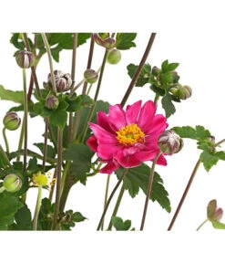 Herbst-Anemone 'Pamina', Verschiedene Farben 12 Herbst-Anemone 'Pamina', Verschiedene Farben -Gartenmöbel Store 8019176 WE DE 004 AnemoneJaponicaPaminaAnemoneBressinghamGlow2LiterDehnerExpressHerzig