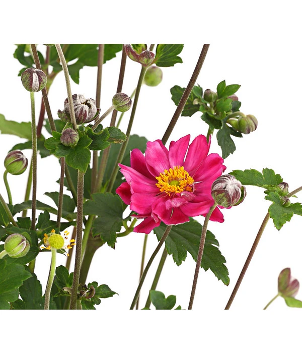 Herbst-Anemone 'Pamina', Verschiedene Farben 7 Herbst-Anemone 'Pamina', Verschiedene Farben – Bild 5