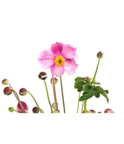 Herbst-Anemone 'Pamina', Verschiedene Farben 13 Herbst-Anemone 'Pamina', Verschiedene Farben -Gartenmöbel Store 8019176 WE DE 005 AnemoneJapinicaPaminaAnemonePraecox2Liter
