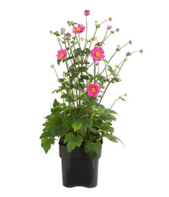 Herbst-Anemone 'Pamina', Verschiedene Farben 9 Herbst-Anemone 'Pamina', Verschiedene Farben -Gartenmöbel Store 8019176 WE FS 003 AnemoneJaponicaPaminaAnemonePamina2LiterDehnerExpressHerzig