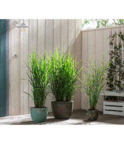 Stachelschweingras 'Strictus' -Gartenmöbel Store 8020596 8006744 8019762 WE MO 001 MiscanthusStrictus BestOf Graeser 2022