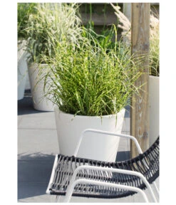 Stachelschweingras 'Strictus' -Gartenmöbel Store 8020596 PR MO 004 MiscanthusSinensisStachelschweingrasT19DehnerExpressHerzig