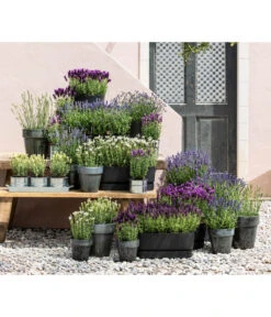 Lavendel 'Silver Sands' -Gartenmöbel Store 8022436 WE MO 001 LavendelDark