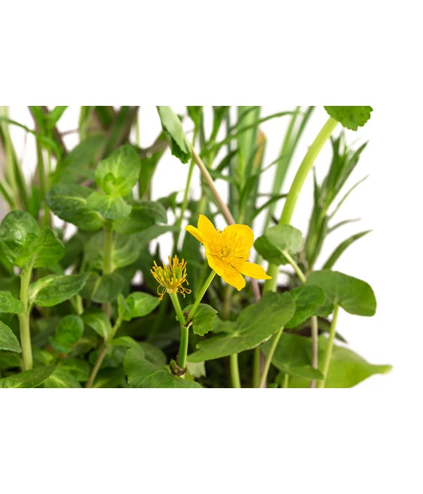 Wasserpflanzen-Set Libelle, Verschiedene Sorten, 6er-Schale 4 Wasserpflanzen-Set Libelle, Verschiedene Sorten, 6er-Schale – Bild 2