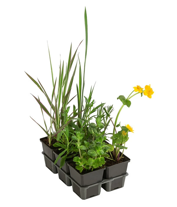 Wasserpflanzen-Set Libelle, Verschiedene Sorten, 6er-Schale 3 Wasserpflanzen-Set Libelle, Verschiedene Sorten, 6er-Schale