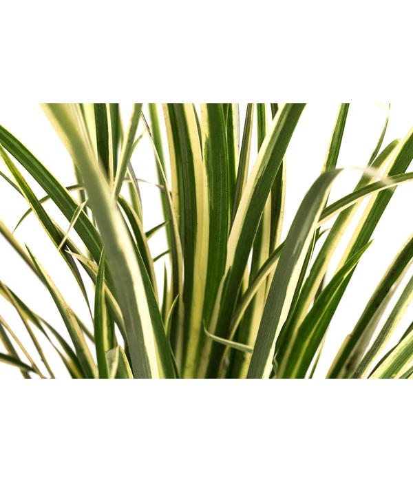 Grasartiger Kalmus 'Argenteostriatus' 4 Grasartiger Kalmus 'Argenteostriatus' – Bild 2