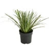 Grasartiger Kalmus 'Argenteostriatus' -Gartenmöbel Store 8048910 WE FS 001 GrasartigerKalmusArgenteostraiatusT14