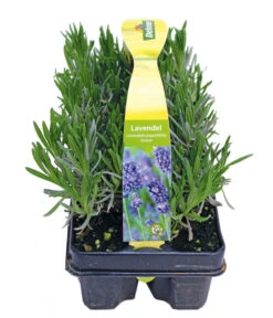Duftlavendel, 6er-Schale -Gartenmöbel Store 8072605 PR FS 001 Lavandula6erPackAllgreen