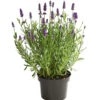 Lavendel 1 Lavendel -Gartenmöbel Store 8092108 PR FS 001 LavandulaAngustifoliaLavendelT13DehnerExpressHerzig