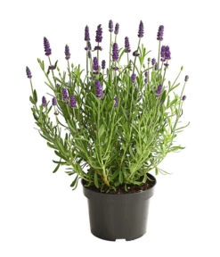Lavendel