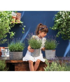 Duftlavendel, 6er-Schale -Gartenmöbel Store 8092108 WE MO 03 LavendelT13 GC14 2020 02