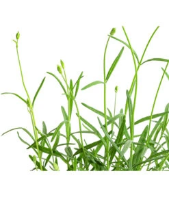 Lavendel 'No. 9' -Gartenmöbel Store 8094070 WE DE 001 LavandulaAngustifoliaNO9LavendelT13