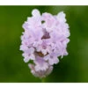 Lavendel 'Little Lottie' -Gartenmöbel Store 8094469 PR DE 001 DownderryLittleLottieHelixOnline