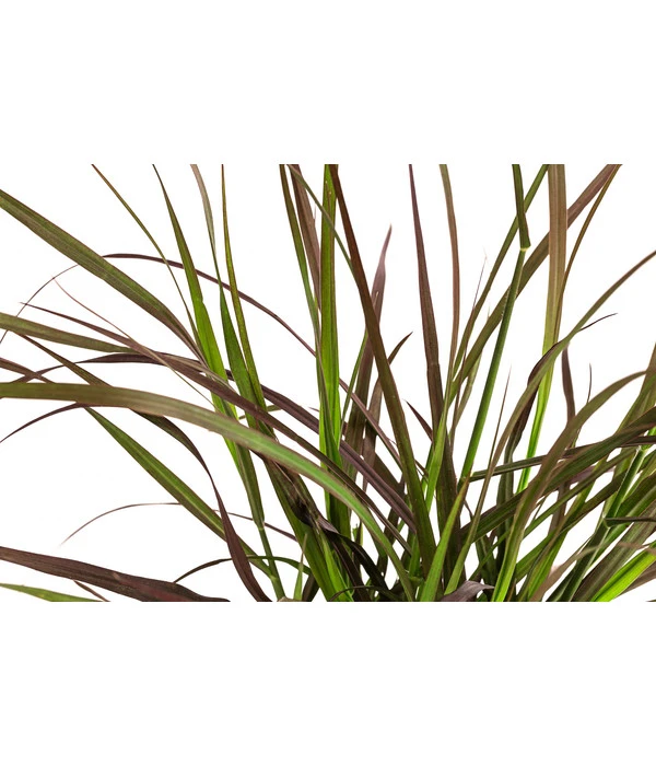 Rotes Lampenputzergras 'Summer Samba' 4 Rotes Lampenputzergras 'Summer Samba' – Bild 2