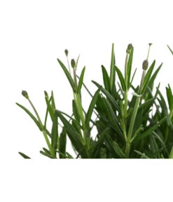 Lavendel 'Royal Blue' 11 Lavendel 'Royal Blue' -Gartenmöbel Store 8097545 WE DE 001 LavendelRoyalBlue1L