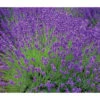 Lavendel 'Royal Blue' -Gartenmöbel Store 8097545 WE MO 010 8092108LavandulaLavendelBlau