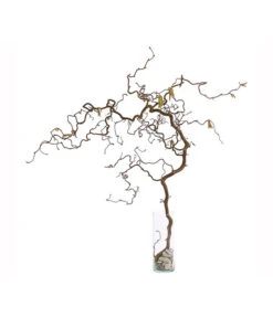 Bio Korkenzieherhasel -Gartenmöbel Store 8149072 WE FS 002 KorkenzieherhaselBio80 100cmDehnerExpressHerzig 2