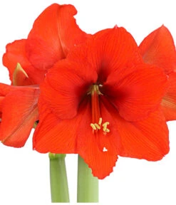 Amaryllis - Hippeastrum 'Superzwiebel' -Gartenmöbel Store 8201618 PR DE 001 AmaryllisHippeastrumRittersternSuperzwiebelT17DehnerExpressHerzig