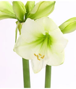 Amaryllis - Hippeastrum 'Superzwiebel' -Gartenmöbel Store 8201618 PR DE 002 AmaryllisHippeastrumRittersternSuperzwiebelT17DehnerExpressHerzig